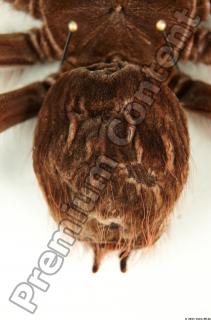 Theraphosa blondi 0004